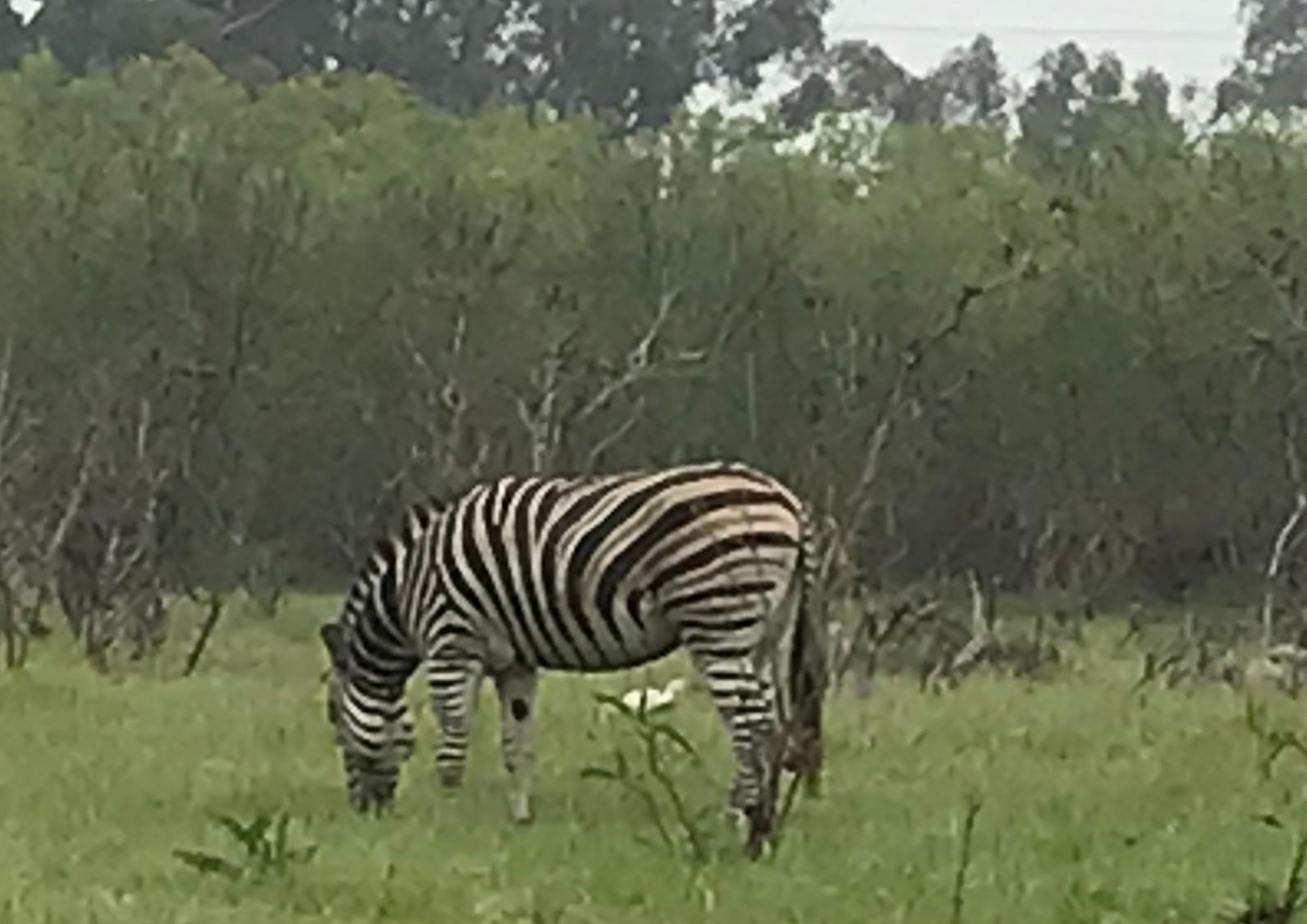 Belmont Residence Cape Town 10